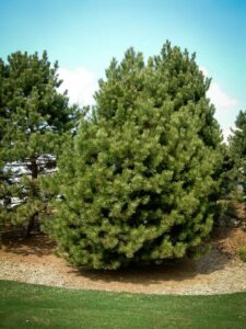 Сосна Чёрная (Pinus Nigra) купить по цене от 270.00р. в интернет-магазине «Посадика» с доставкой почтой в в Таганроге и по всей России – [изображение №1].