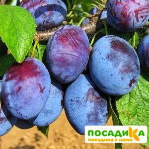 Слива Чачакская ранняя купить по цене от 229.00р. в интернет-магазине «Посадика» с доставкой почтой в в Таганроге и по всей России – [изображение №1].