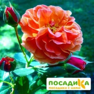 Роза Арабия купить по цене от 350.00р. в интернет-магазине «Посадика» с доставкой почтой в в Таганроге и по всей России – [изображение №1].