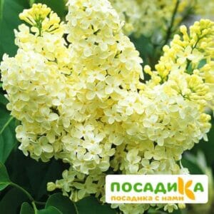 Сирень Примроуз (Primrose) купить по цене от 529.00р. в интернет-магазине «Посадика» с доставкой почтой в в Таганроге и по всей России – [изображение №1].