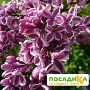 Сирень Сенсация купить по цене от 529.00р. в интернет-магазине «Посадика» с доставкой почтой в в Таганроге и по всей России – [изображение №1].