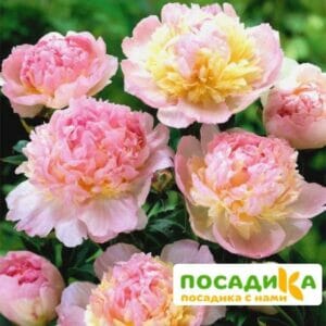 Пион Распберри Сандей (Paeonia Raspberry Sundae) купить по цене от 959р. в интернет-магазине «Посадика» с доставкой почтой в в Таганроге и по всей России – [изображение №1].