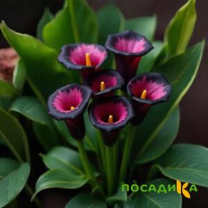 Калла Аура Лейс купить по цене от 400р. в интернет-магазине «Посадика» с доставкой почтой в в Таганроге и по всей России – [изображение №1].