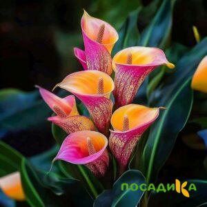 Калла Оникс купить по цене от 450р. в интернет-магазине «Посадика» с доставкой почтой в в Таганроге и по всей России – [изображение №1].