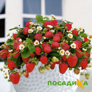 Клубника Рубиновый Шепот (горшечная) купить по цене от 240р. в интернет-магазине «Посадика» с доставкой почтой в в Таганроге и по всей России – [изображение №1].