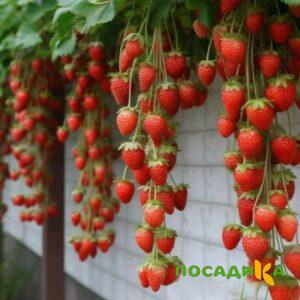 Клубника вьющаяся Комплимент купить по цене от 470р. в интернет-магазине «Посадика» с доставкой почтой в в Таганроге и по всей России – [изображение №1].