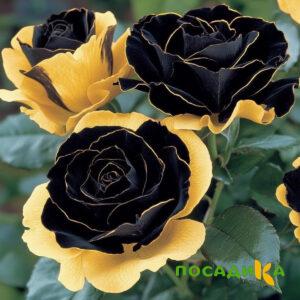 Роза Ханни Сикл купить по цене от 700р. в интернет-магазине «Посадика» с доставкой почтой в в Таганроге и по всей России – [изображение №1].
