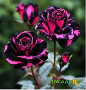 Роза Багровый Шепот купить по цене от 366р. в интернет-магазине «Посадика» с доставкой почтой в в Таганроге и по всей России – [изображение №1].