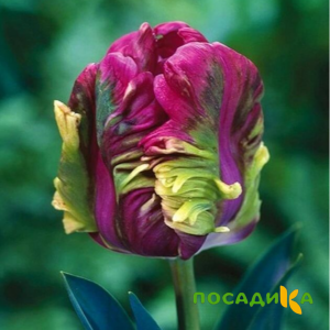 Тюльпан Экзотик Хэвен купить по цене от 186р. в интернет-магазине «Посадика» с доставкой почтой в в Таганроге и по всей России – [изображение №1].