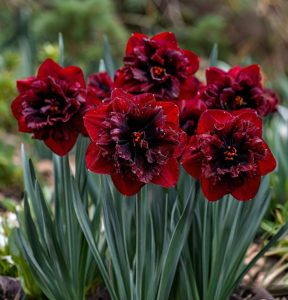 Нарцисс Сапфировый Бриз купить по цене от 3000р. в интернет-магазине «Посадика» с доставкой почтой в в Таганроге и по всей России – [изображение №1].