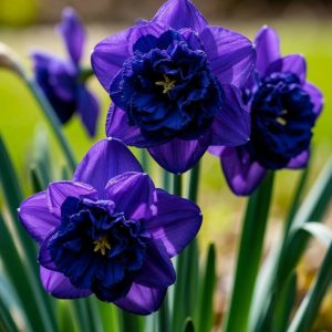 Нарцисс Арт Нуво купить по цене от 378р. в интернет-магазине «Посадика» с доставкой почтой в в Таганроге и по всей России – [изображение №1].