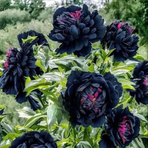 Пион древовидный Сердце Афродиты купить по цене от 600р. в интернет-магазине «Посадика» с доставкой почтой в в Таганроге и по всей России – [изображение №1].