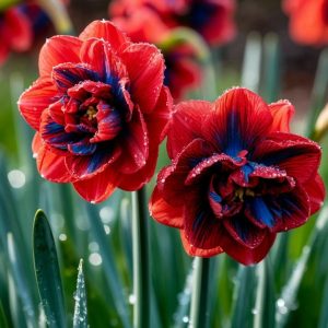 Нарцисс Эрличе купить по цене от 386р. в интернет-магазине «Посадика» с доставкой почтой в в Таганроге и по всей России – [изображение №1].